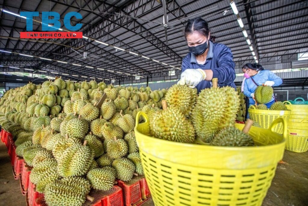 Xuất khẩu sầu riêng tháng 5/2025 đang có nhiều tín hiệu khả quan