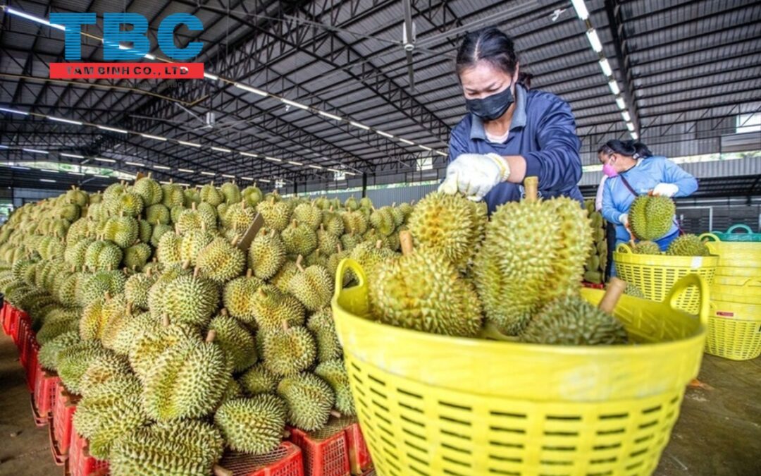 Tình Hình Thông Quan Xuất Khẩu Sầu Riêng Cập Nhật Mới Nhất