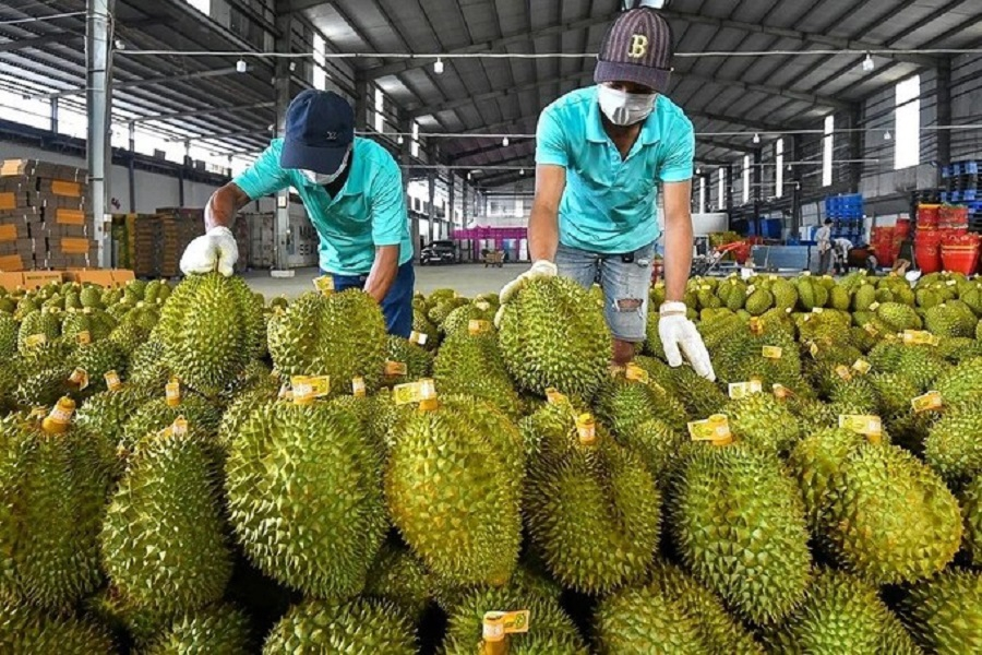 Xuất Khẩu Hoa Quả Quý 3/2025