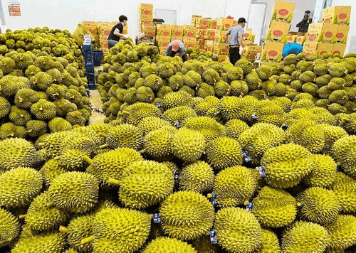 Xuất khẩu sầu riêng Việt Nam